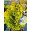 Zerav z�padn� �Golden Smaragd� (Balen� kontejner p9)