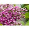 Syringa Saugeana (1)