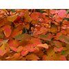 Černý jeřáb 'Autumn Magic' (Balení kontejner C1)