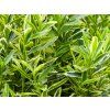 Euonymus Micro (1)