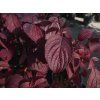 Cornus alba 'Sibirica' (1)