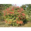 100136 3 nandina