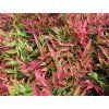 100136 nandina2