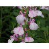 Salvia Mirage Soft Pink scaled