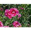 Dianthus Flutterburst (1)