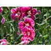 Dianthus Flutterburst (2)