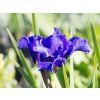 Iris Blue Moon (2)