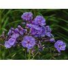 Phlox paniculata 'Sweet Summer Ocean'