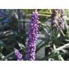 Liriope Ingwersen (1)
