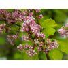 Syringa Kojubella (4)