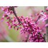 Cercis Alley Cat (1)