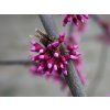 Cercis Alley Cat (3)