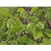 Cercis Alleys Cat (1)