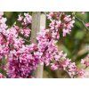 Cercis Alley Cat (5)