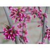 Cercis Alley Cat (2)