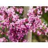 Cercis Alley Cat (4)