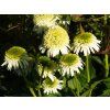 Echinacea Delicious Nougat
