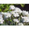 Dianthus plumarius 'Haytor White '