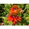 Echinacea Sombrero Adobe (1)