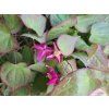 103502 Rotblättrige Elfenblume Epimedium x rubrum