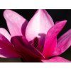 Magnolie 'Pink Pyramid' (Balení kontejner C5)