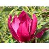 Magnolie 'Pink Pyramid' (Balení kontejner C5)