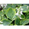 Bohyška 'Olive Bailey Langdon'- Hosta 'Olive Bailey Langdon' (Balení kontejner C5)