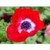 Anemone Animo Scarlet (1)