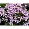 Dianthus arpadianus v. pumilus D160 01 1