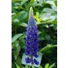 Lupinus Gallery Blue (2)