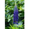 Lupinus Gallery Blue (1)