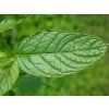 50853 mata klasnata mentha spicata
