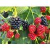 Brombeere 'Navaho' (Container P9)