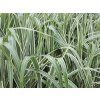 54810 Chinaschilf Miscanthus sinensis 'Cosmopolitan'