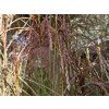 54864 1 ozdobnice cinska morning light miscanthus sinensis morning light
