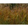 54867 3 ozdobnice cinska nishidake miscanthus sinensis nishidake