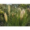Cortaderia Pumila (1)