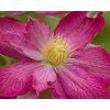 Clematis asao (2)