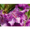 Rhododendron Royal Lilac (2)