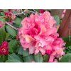 58143 4 58143 2 rododendron brasilia