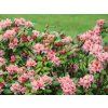58143 1 Rhododendron brasilia