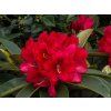 Rhododendron Brisanz (2)