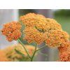 krwawnik pospolity terracotta achillea millefolium