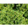 Picea glauca 'Conica' (3)