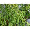 Picea orientalis 'Aureospicata' (1)