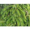 Picea abies 'Formanek' (3)