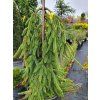 Picea abies 'Inversa' (2)