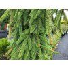 Picea abies 'Inversa' (4)