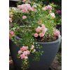 Rose 'The Fairy' (Container C2)