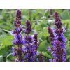 Salvia not blaukoenigin 1